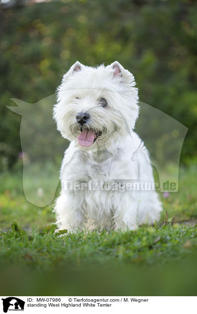 stehender West Highland White Terrier / standing West Highland White Terrier / MW-07986