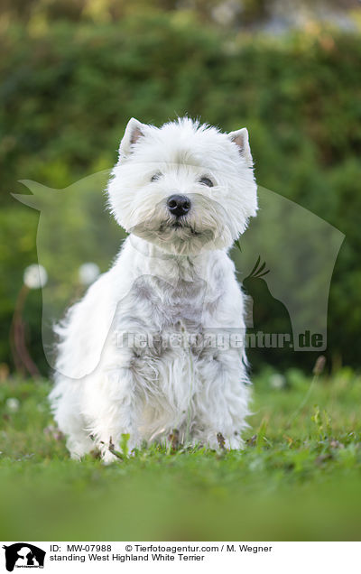 stehender West Highland White Terrier / standing West Highland White Terrier / MW-07988