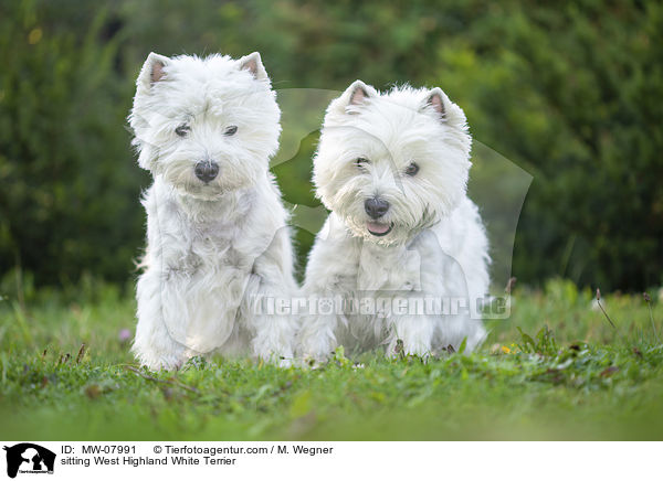 sitzender West Highland White Terrier / sitting West Highland White Terrier / MW-07991