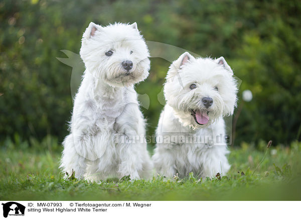 sitzender West Highland White Terrier / sitting West Highland White Terrier / MW-07993