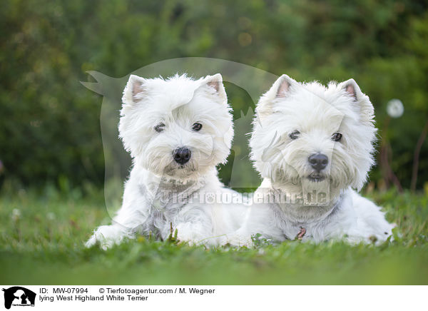 liegender West Highland White Terrier / lying West Highland White Terrier / MW-07994