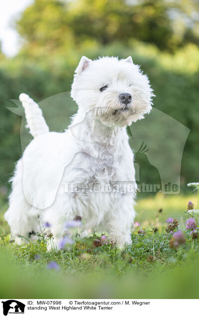 stehender West Highland White Terrier / standing West Highland White Terrier / MW-07996