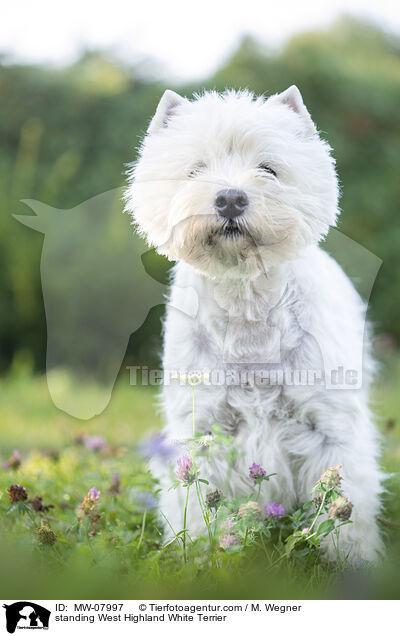 stehender West Highland White Terrier / standing West Highland White Terrier / MW-07997