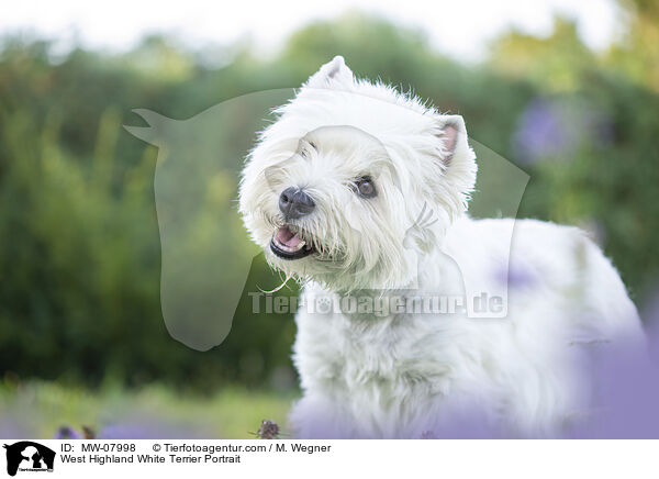 West Highland White Terrier Portrait / West Highland White Terrier Portrait / MW-07998