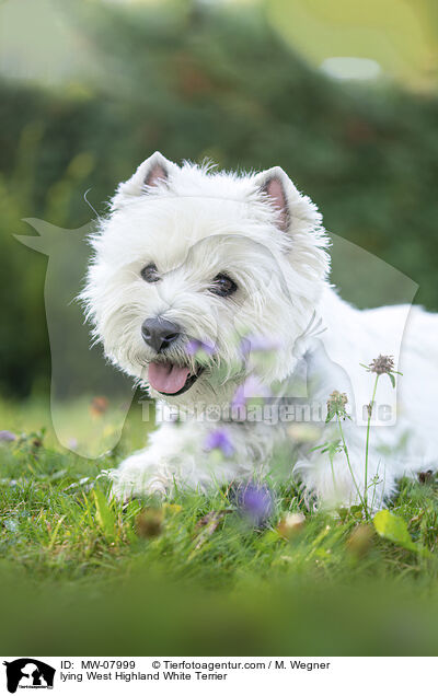 liegender West Highland White Terrier / lying West Highland White Terrier / MW-07999