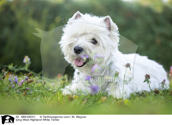 liegender West Highland White Terrier / lying West Highland White Terrier / MW-08001