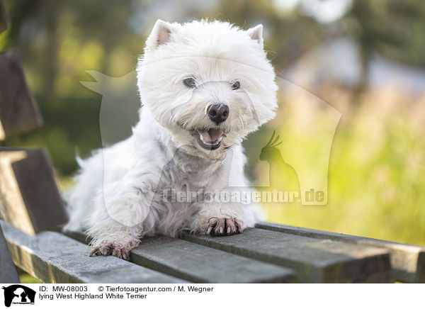 liegender West Highland White Terrier / lying West Highland White Terrier / MW-08003