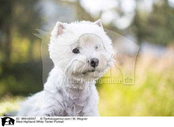 West Highland White Terrier Portrait / West Highland White Terrier Portrait / MW-08007