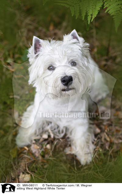 sitzender West Highland White Terrier / sitting West Highland White Terrier / MW-08011
