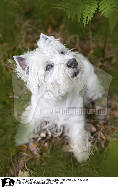 sitzender West Highland White Terrier / sitting West Highland White Terrier / MW-08012