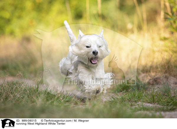 rennender West Highland White Terrier / running West Highland White Terrier / MW-08015