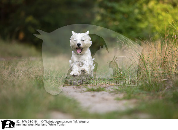 rennender West Highland White Terrier / running West Highland White Terrier / MW-08016