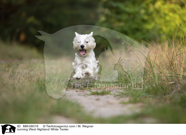 rennender West Highland White Terrier / running West Highland White Terrier / MW-08016