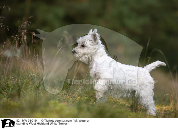 stehender West Highland White Terrier / standing West Highland White Terrier / MW-08019