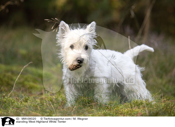 stehender West Highland White Terrier / standing West Highland White Terrier / MW-08020