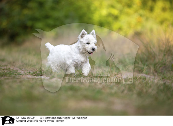 rennender West Highland White Terrier / running West Highland White Terrier / MW-08021