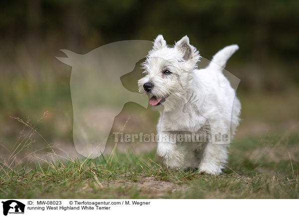 rennender West Highland White Terrier / running West Highland White Terrier / MW-08023