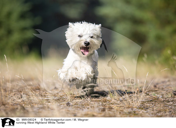 rennender West Highland White Terrier / running West Highland White Terrier / MW-08024