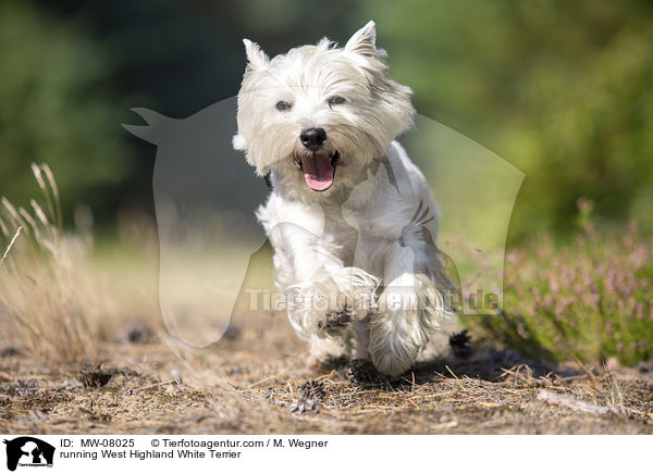 rennender West Highland White Terrier / running West Highland White Terrier / MW-08025