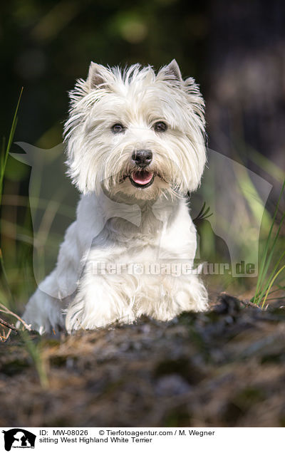 sitzender West Highland White Terrier / sitting West Highland White Terrier / MW-08026