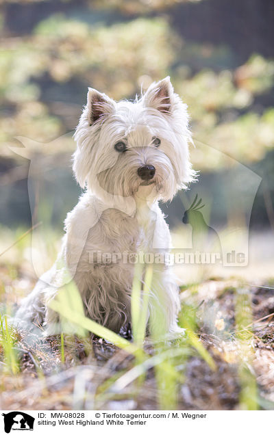 sitzender West Highland White Terrier / sitting West Highland White Terrier / MW-08028