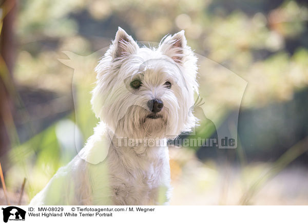West Highland White Terrier Portrait / West Highland White Terrier Portrait / MW-08029