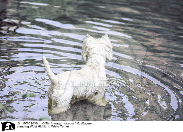 stehender West Highland White Terrier / standing West Highland White Terrier / MW-08030