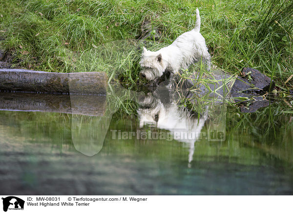 West Highland White Terrier / West Highland White Terrier / MW-08031