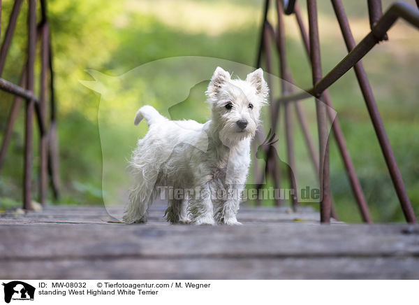 stehender West Highland White Terrier / standing West Highland White Terrier / MW-08032