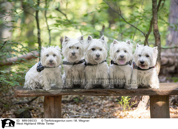 West Highland White Terrier / West Highland White Terrier / MW-08033