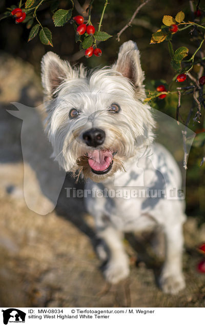 sitzender West Highland White Terrier / sitting West Highland White Terrier / MW-08034
