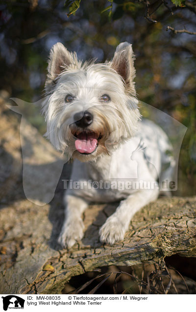 liegender West Highland White Terrier / lying West Highland White Terrier / MW-08035