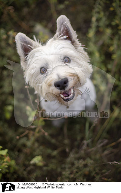 sitzender West Highland White Terrier / sitting West Highland White Terrier / MW-08036
