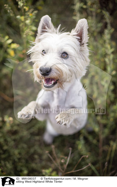 sitzender West Highland White Terrier / sitting West Highland White Terrier / MW-08037