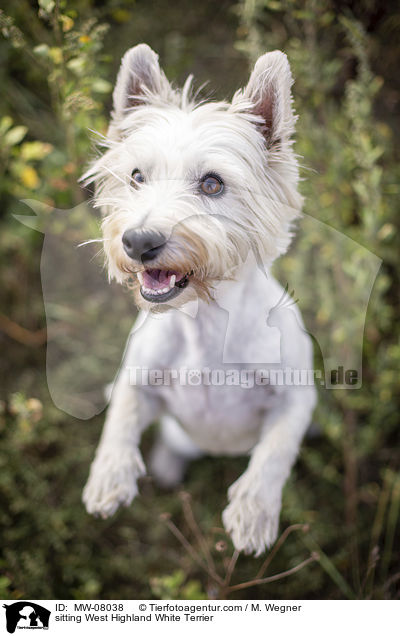sitzender West Highland White Terrier / sitting West Highland White Terrier / MW-08038