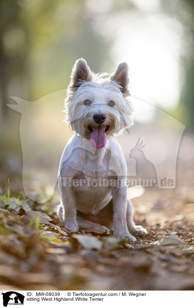 sitzender West Highland White Terrier / sitting West Highland White Terrier / MW-08039