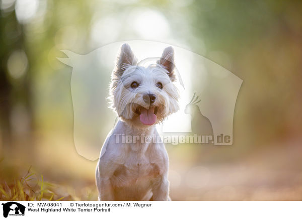 West Highland White Terrier Portrait / West Highland White Terrier Portrait / MW-08041
