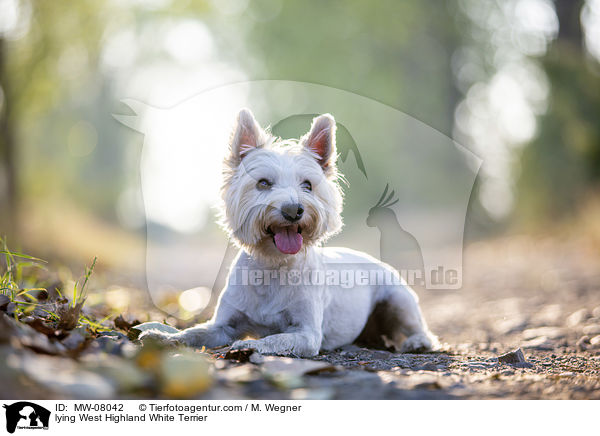 liegender West Highland White Terrier / lying West Highland White Terrier / MW-08042