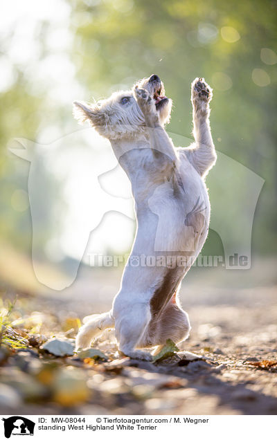 stehender West Highland White Terrier / standing West Highland White Terrier / MW-08044