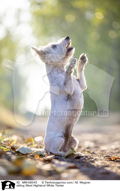 sitzender West Highland White Terrier / sitting West Highland White Terrier / MW-08045