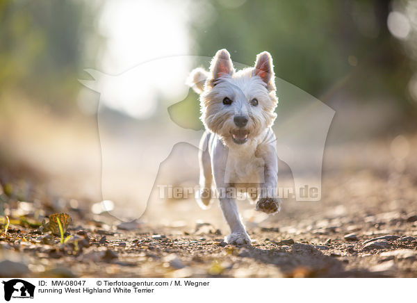 rennender West Highland White Terrier / running West Highland White Terrier / MW-08047
