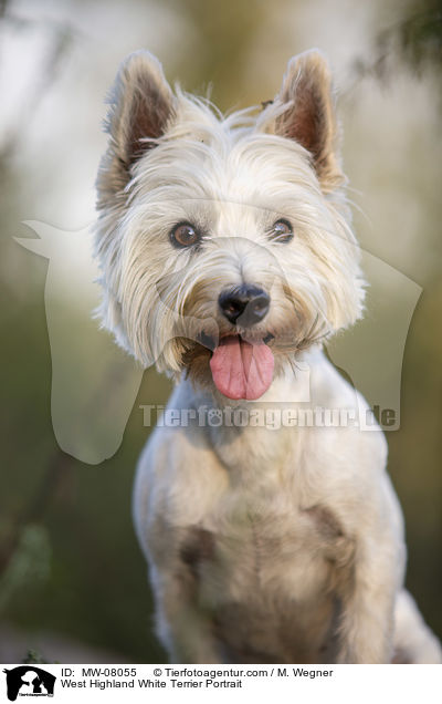 West Highland White Terrier Portrait / West Highland White Terrier Portrait / MW-08055