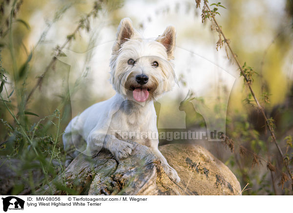 liegender West Highland White Terrier / lying West Highland White Terrier / MW-08056