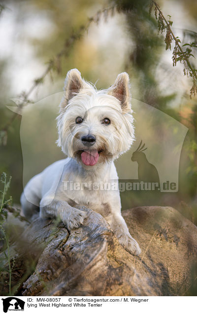 liegender West Highland White Terrier / lying West Highland White Terrier / MW-08057