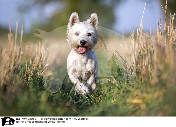 rennender West Highland White Terrier / running West Highland White Terrier / MW-08058