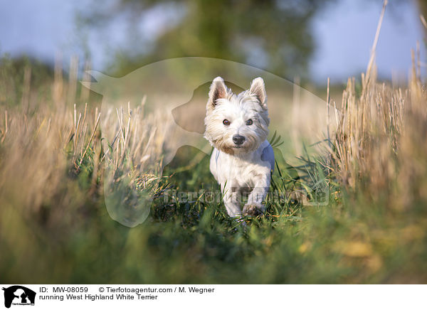 rennender West Highland White Terrier / running West Highland White Terrier / MW-08059