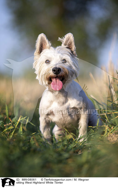 sitzender West Highland White Terrier / sitting West Highland White Terrier / MW-08061