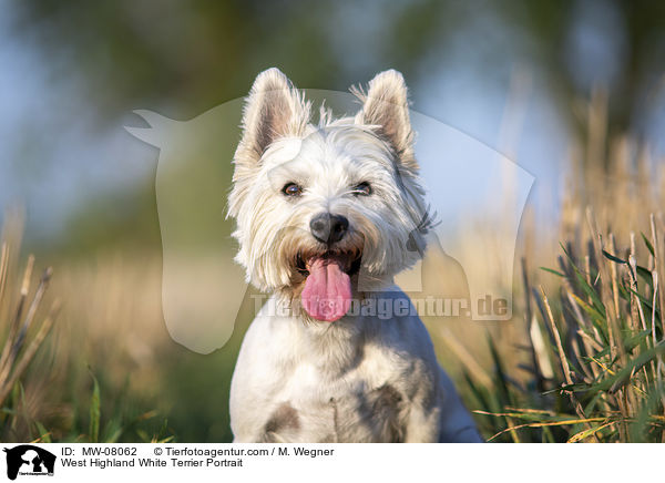 West Highland White Terrier Portrait / MW-08062