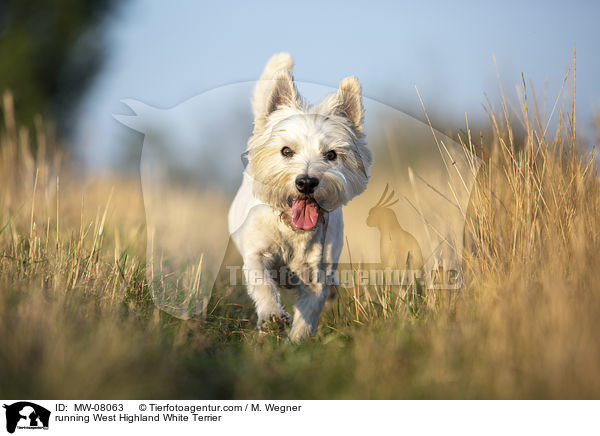 rennender West Highland White Terrier / running West Highland White Terrier / MW-08063