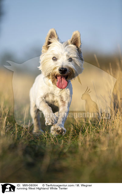 rennender West Highland White Terrier / running West Highland White Terrier / MW-08064